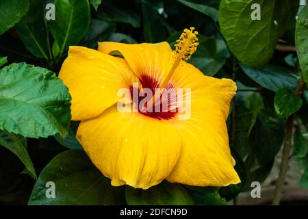 Chinese hibiscus or yellow big joba flower or Hibiscus rosa-sinensis Stock Photo