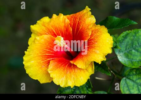 Colorful big joba flower or Hibiscus rosa-sinensis closeup Stock Photo