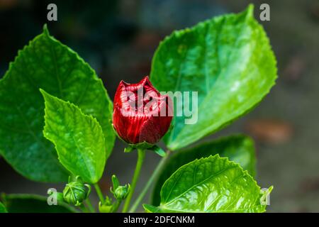 Deep blood red big joba flower or Hibiscus rosa-sinensis