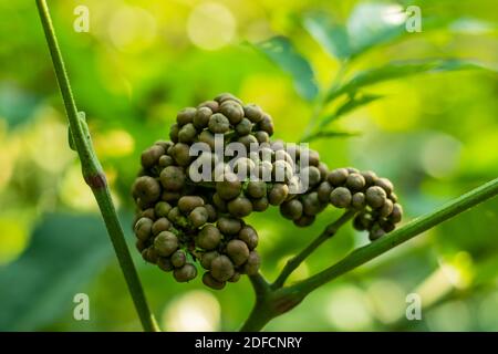 Gray color small cherry fruit of the forest that is special plants Stock Photo