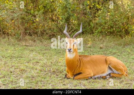 An adult male kob (Kobus kob), Queen Elizabeth National Park, Uganda. Stock Photo