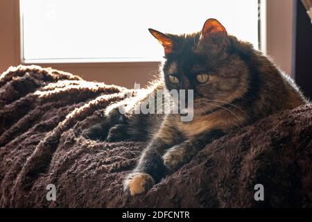 Close up on our rare tortoiseshell cat lying on her brown fluffy blanket by the window. She is looking down with her green yellowish eyes. Stock Photo
