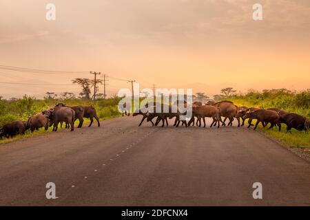 Herd of African Buffalo ( Syncerus caffer) crossing the road, Queen Elizabeth National Park, Uganda. Stock Photo