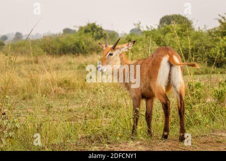 A young male defassa waterbuck ( Kobus ellipsiprymnus defassa) , Queen Elizabeth National Park, Uganda. Stock Photo