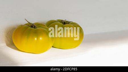 Two green tomato at a white wall. Raw food waiting to get ripe. White background. Day light falls on fresh harvested fruits. Stock Photo