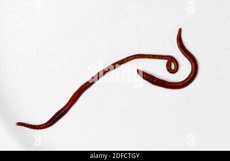 Two Earthworms, isolated on a white background Stock Photo