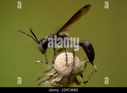 macro shot of a wasp Stock Photo
