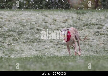 Mansfield Woodhouse, England, UK. 4th Dec, 2020. U.K. Weather. Whippet enjoying his morning exercise in the snow. Credit: Alan Keith Beastall/Alamy Live News Stock Photo