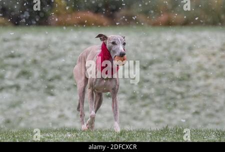 Mansfield Woodhouse, England, UK. 4th Dec, 2020. U.K. Weather. Whippet enjoying his morning exercise in the snow. Credit: Alan Keith Beastall/Alamy Live News Stock Photo