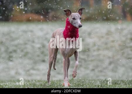 Mansfield Woodhouse, England, UK. 4th Dec, 2020. U.K. Weather. Whippet enjoying his morning exercise in the snow. Credit: Alan Keith Beastall/Alamy Live News Stock Photo