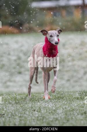 Mansfield Woodhouse, England, UK. 4th Dec, 2020. U.K. Weather. Whippet enjoying his morning exercise in the snow. Credit: Alan Keith Beastall/Alamy Live News Stock Photo