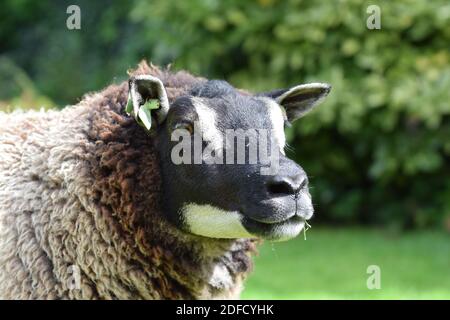 Badgerface texel ewe Stock Photo
