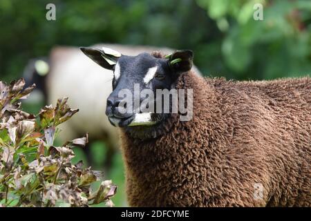 Badgerface Texel ewe Stock Photo