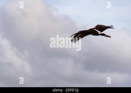 Juvenile white ibis in flight in the Everglades National Park
