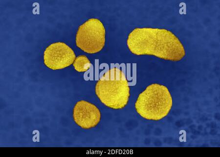 Prevotella bacteria Stock Photo