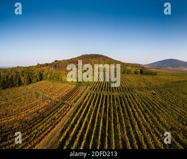 aerial view of beautiful autumn vineyard in Villany, Hungary Stock Photo