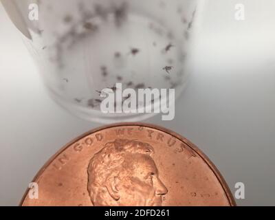 A penny is held up to a vial of juvenile deer ticks, or Ixodes scapularis, used in NIAID research conducted at the NIH Clinical Research Center, to re Stock Photo