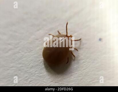 This engorged tick, collected in Annapolis, Maryland is likely a female adult deer tick, or Ixodes scapularis. Deer ticks are also called blacklegged Stock Photo