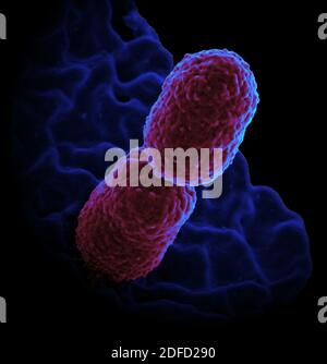 Colorized scanning electron micrograph showing carbapenem-resistant Klebsiella pneumoniae interacting with a human neutrophil. Stock Photo