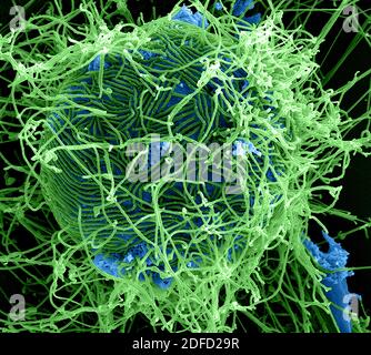Colorized scanning electron micrograph of filamentous. Ebola virus particles (green) attached to and budding from. a chronically infected VERO E6 cell Stock Photo
