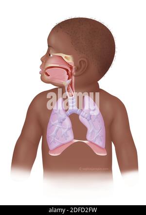 Children's respiratory system Stock Photo