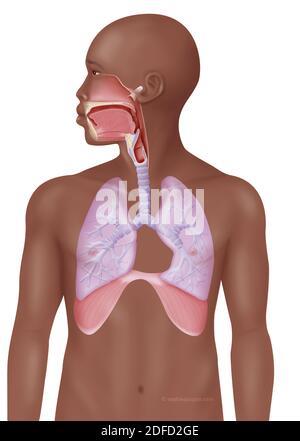 Respiratory tract adult Stock Photo