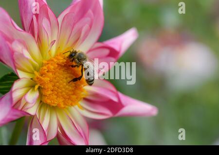 Bee on a Dahlia 'Fancy Pants' pink and white dahlia flower bee macro close up. Stock Photo