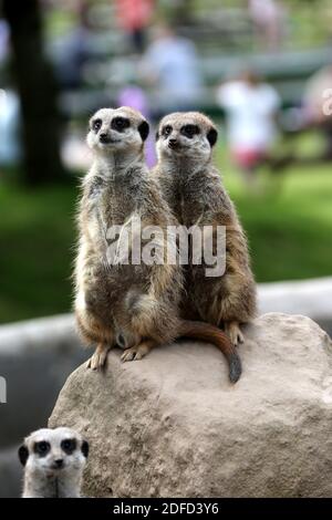 Heads of Ayr Farm Park, Ayr, South Ayrshire, Scotland, UK Stock Photo