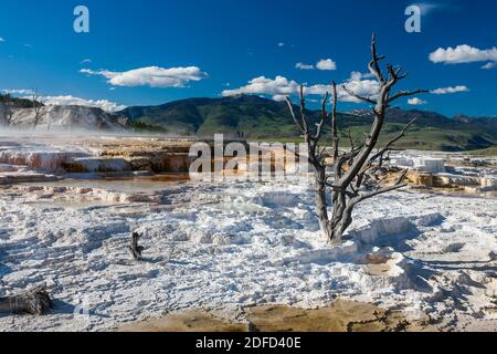 Mammoth Hot Spring Terraces landscape in Yellowstone National Park, Wyoming, United States of America Stock Photo