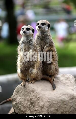 Heads of Ayr Farm Park, Ayr, South Ayrshire, Scotland, UK Stock Photo