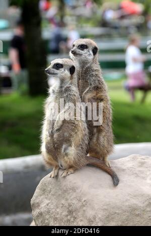 Heads of Ayr Farm Park, Ayr, South Ayrshire, Scotland, UK Stock Photo