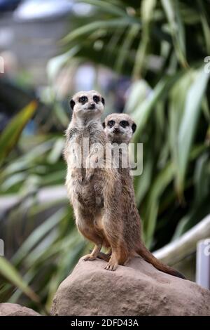 Heads of Ayr Farm Park, Ayr, South Ayrshire, Scotland, UK Stock Photo