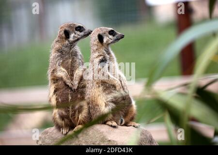 Heads of Ayr Farm Park, Ayr, South Ayrshire, Scotland, UK Stock Photo