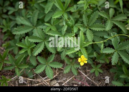 Potentilla reptans  close up with yellow flowers Stock Photo