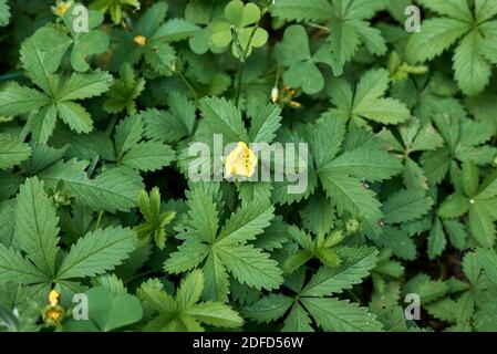 Potentilla reptans  close up with yellow flowers Stock Photo