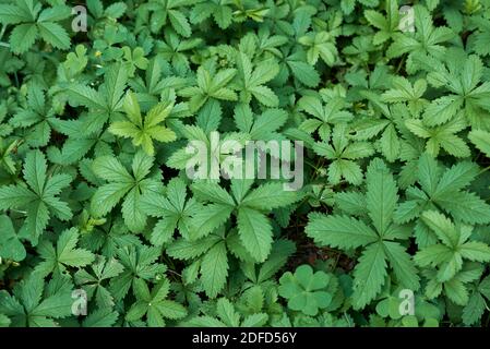 Potentilla reptans  close up with yellow flowers Stock Photo