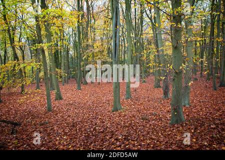 Beech woodland in autumn at Polesden Lacey National Trust, part of Ranmore Common in the Surrey Hills Area of Outstanding Natural Beauty Stock Photo
