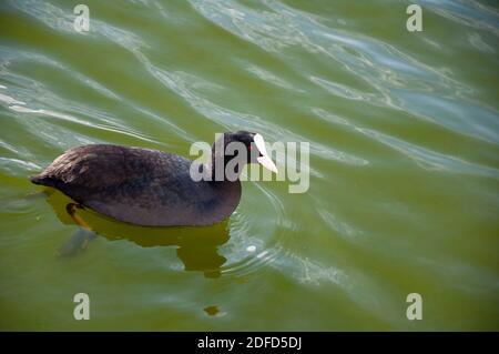 a black water bird swims on the lake. Stock Photo