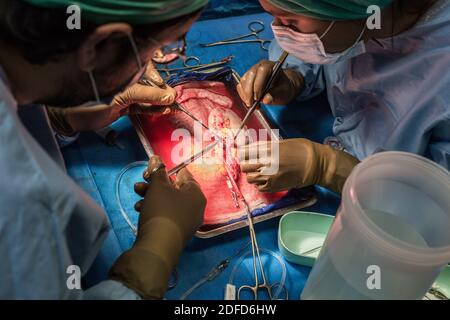 Kidney removal by laparoscopy from a living related donor, the surgeon retrieves and prepares the kidney stored in a cold solution while awaiting the Stock Photo