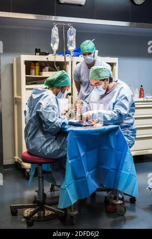 Kidney removal by laparoscopy from a living related donor, the surgeon retrieves and prepares the kidney stored in a cold solution while awaiting the Stock Photo