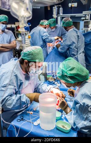 Kidney removal by laparoscopy from a living related donor, the surgeon retrieves and prepares the kidney stored in a cold solution while awaiting the Stock Photo