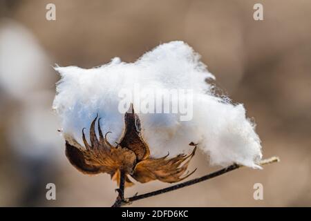A cotton crop (Gossypium sp.) in open boll. Stock Photo
