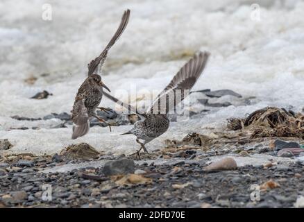 Two Purple Sandpipers (Calidris maritima) coming in for a landing on the icy shore of Svalbard, Norway. Stock Photo