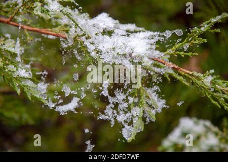 snow on a spider web that hangs on tui branches Stock Photo