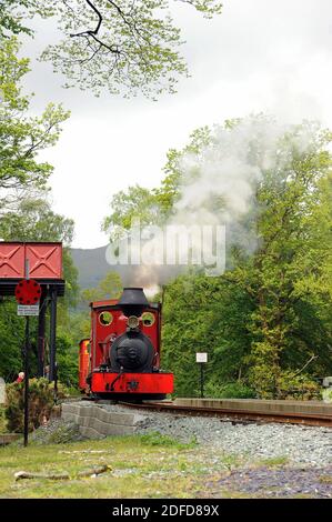 'Fiji' at Beddgelert. Stock Photo