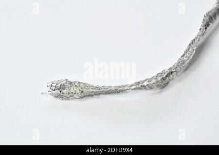 snake slough skin on white background Stock Photo