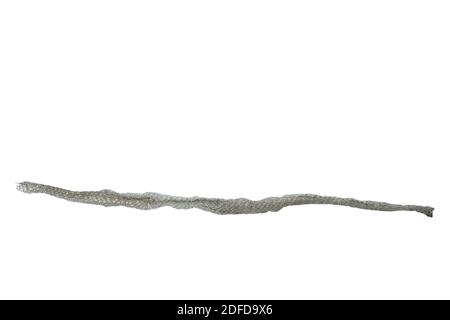 snake slough skin on white background Stock Photo