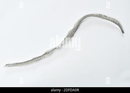 snake slough skin on white background Stock Photo