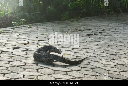 water monitor lizard or Varanus salvator walking on footpath in park Stock Photo