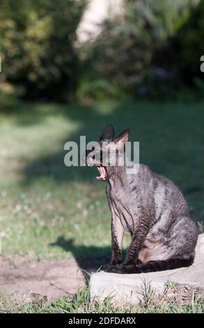 A Devon Rex cat yawns, baring teeth in the afternoon sun. Stock Photo